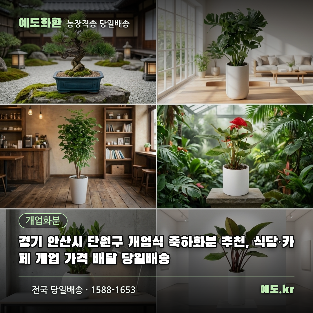 경기 안산시 단원구 개업식 축하화분 추천, 식당·카페 개업 가격 배달 당일배송 - 예도화환