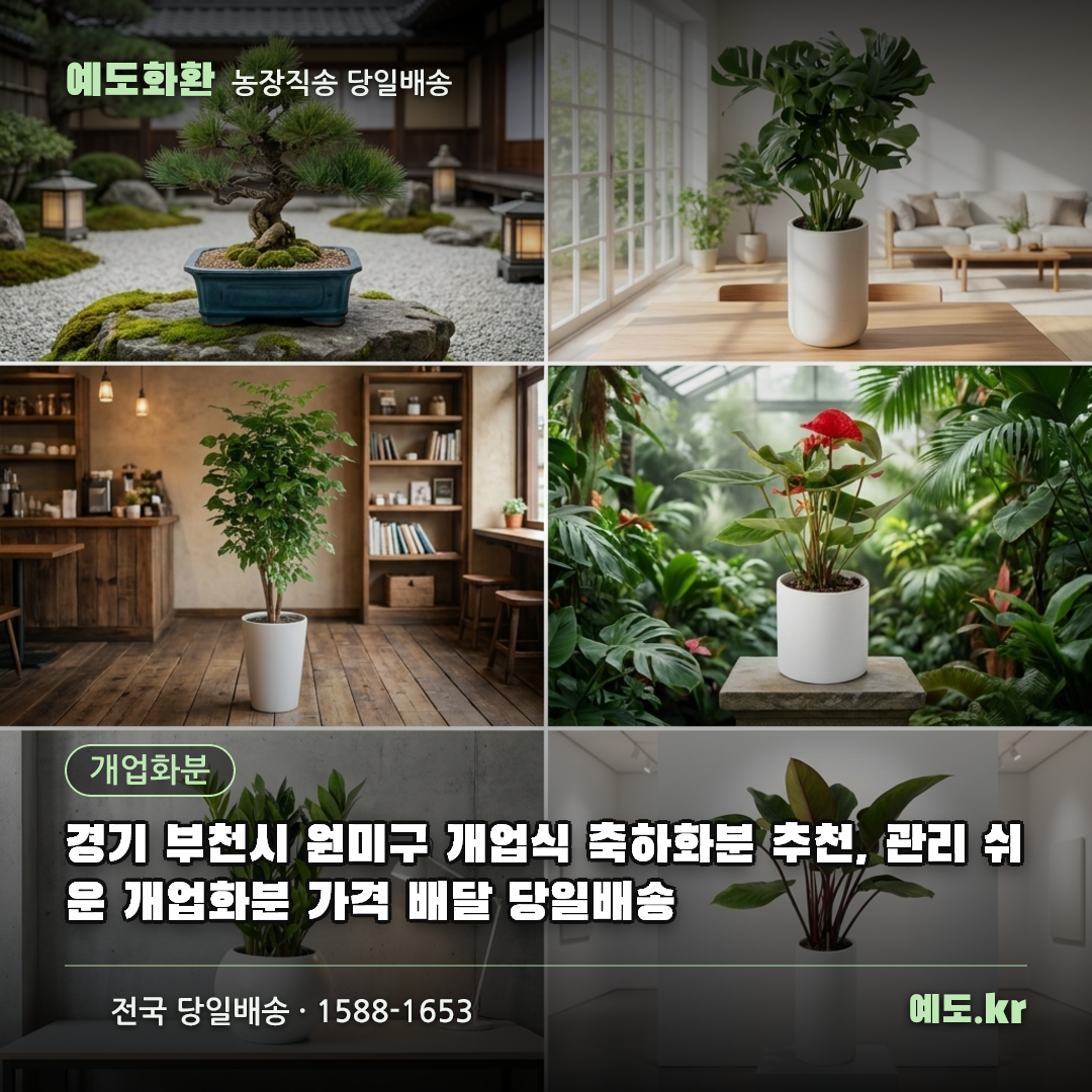 경기 부천시 원미구 개업식 축하화분 추천, 관리 쉬운 개업화분 가격 배달 당일배송 - 예도화환