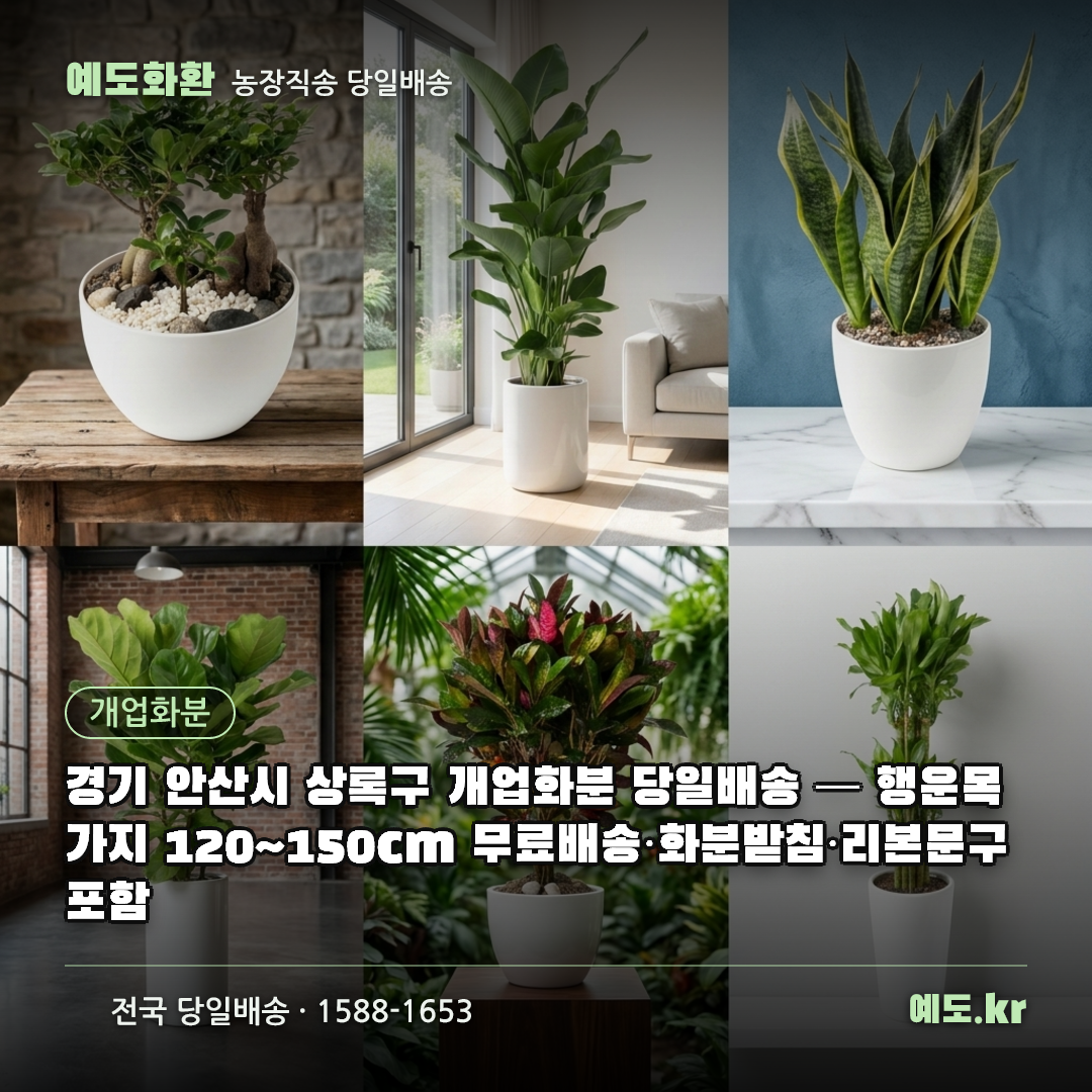 경기 안산시 상록구 개업화분 당일배송 — 행운목 가지 120~150cm 무료배송·화분받침·리본문구 포함 - 예도화환