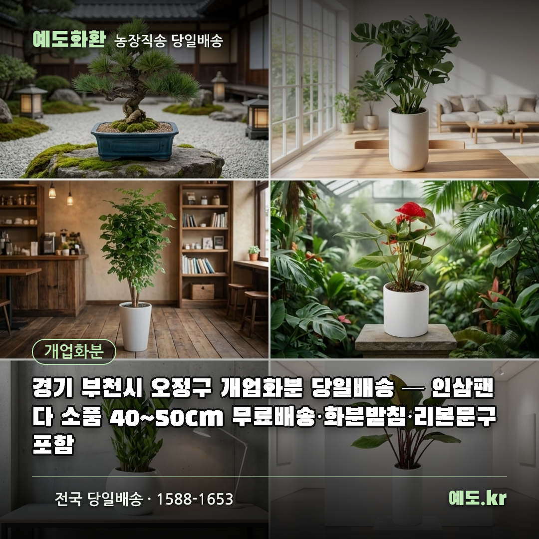 경기 부천시 오정구 개업화분 당일배송 — 인삼팬다 소품 40~50cm 무료배송·화분받침·리본문구 포함 - 예도화환