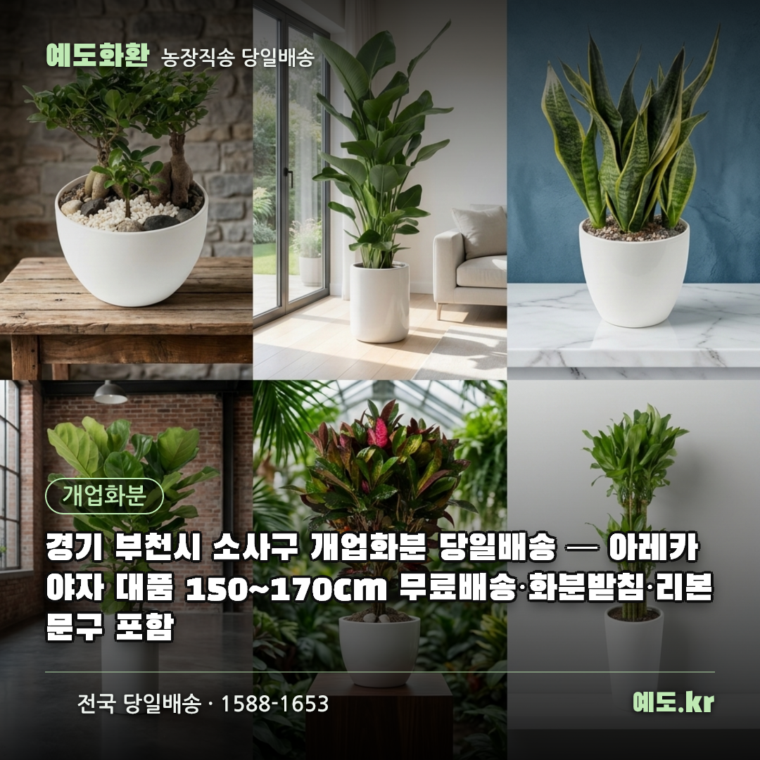 경기 부천시 소사구 개업화분 당일배송 — 아레카야자 대품 150~170cm 무료배송·화분받침·리본문구 포함 - 예도화환