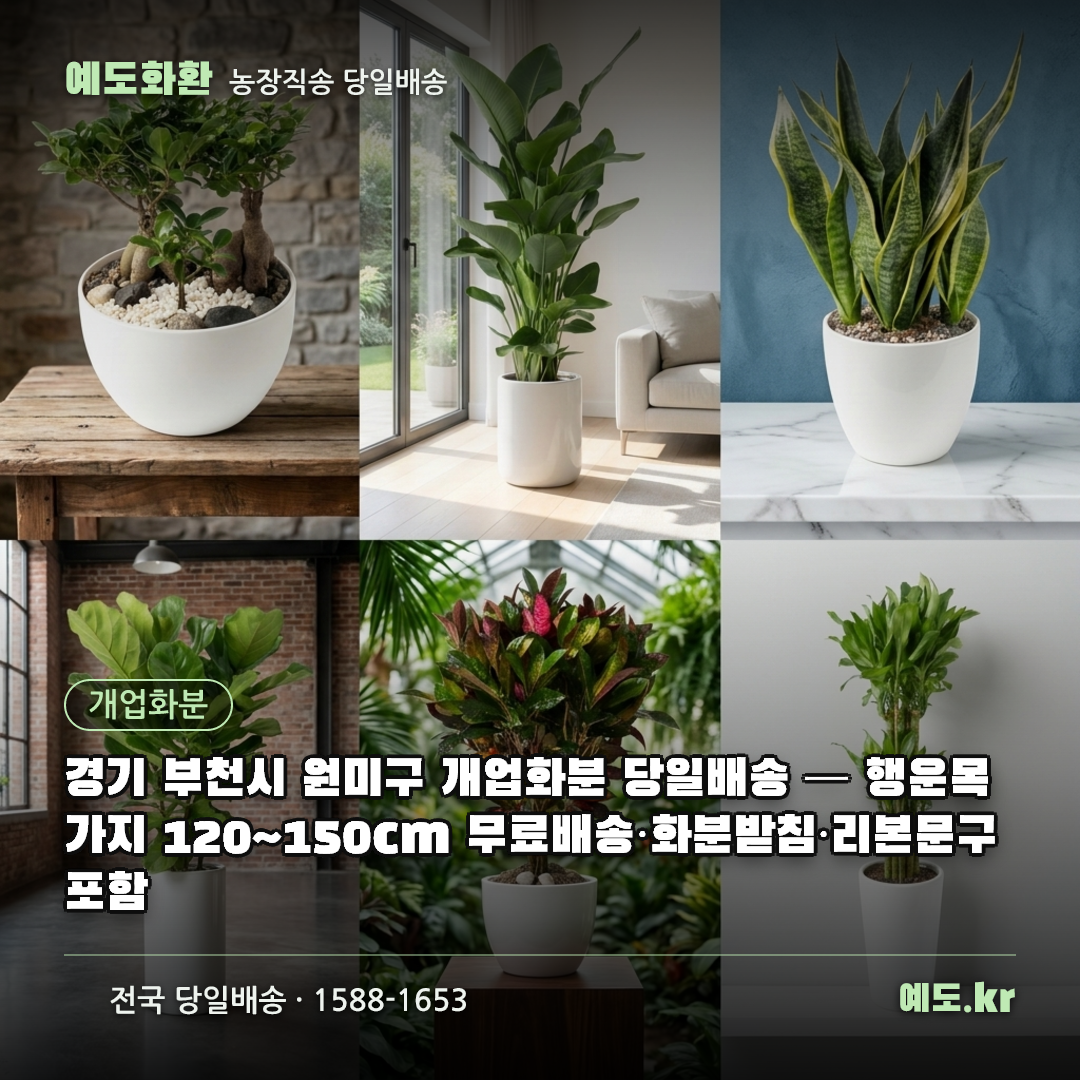 경기 부천시 원미구 개업화분 당일배송 — 행운목 가지 120~150cm 무료배송·화분받침·리본문구 포함 - 예도화환