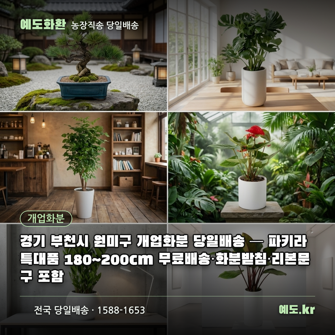 경기 부천시 원미구 개업화분 당일배송 — 파키라 특대품 180~200cm 무료배송·화분받침·리본문구 포함 - 예도화환