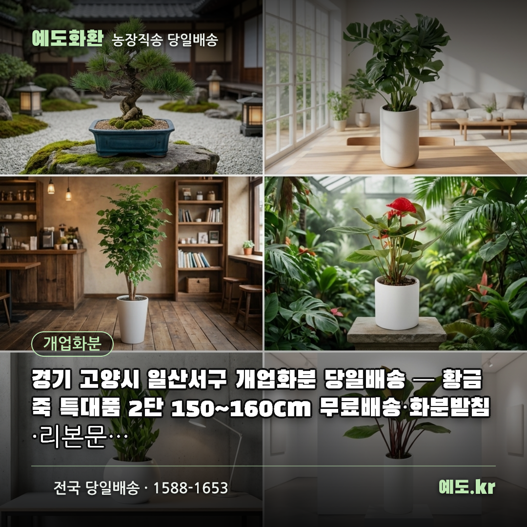 경기 고양시 일산서구 개업화분 당일배송 — 황금죽 특대품 2단 150~160cm 무료배송·화분받침·리본문구 포함 - 예도화환