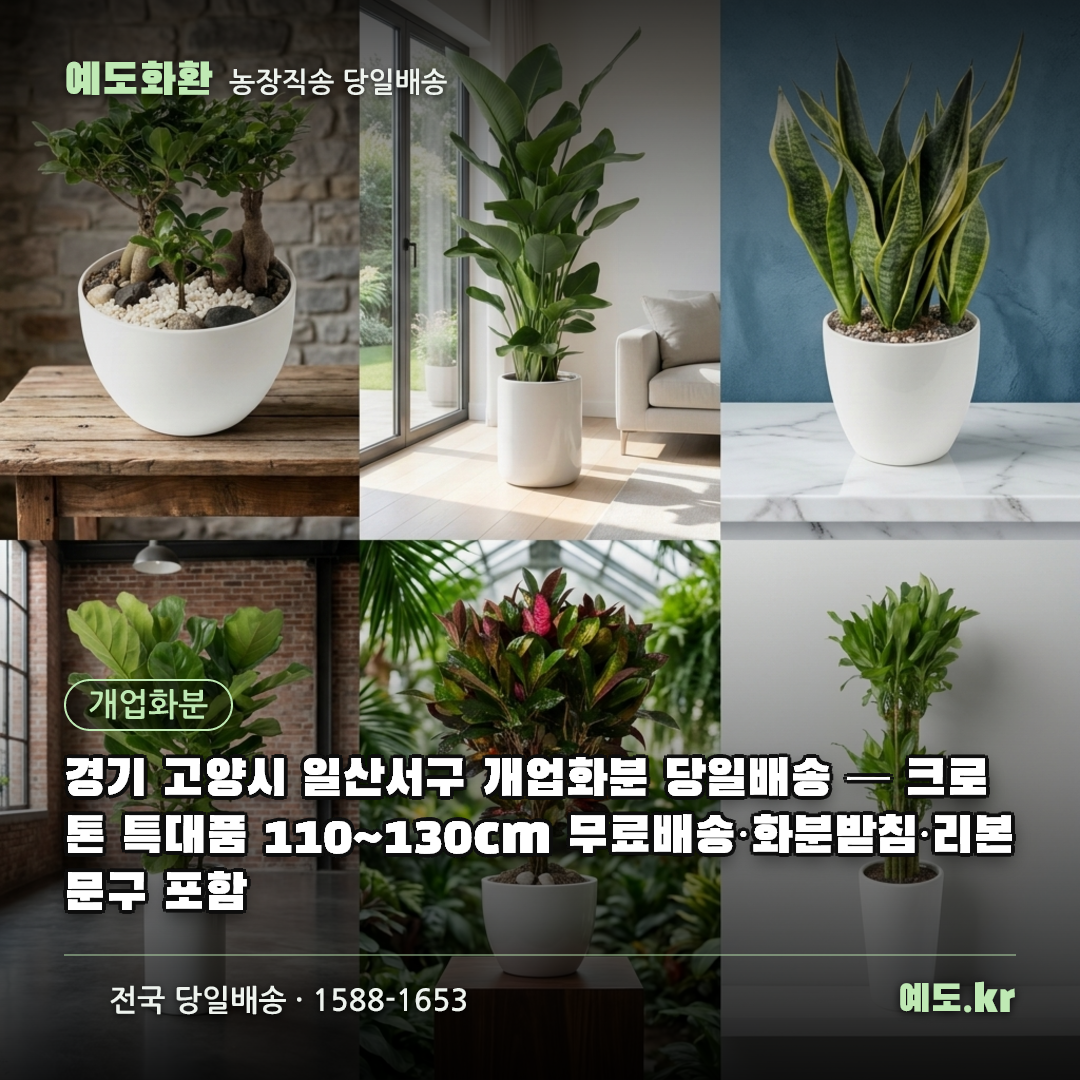 경기 고양시 일산서구 개업화분 당일배송 — 크로톤 특대품 110~130cm 무료배송·화분받침·리본문구 포함 - 예도화환