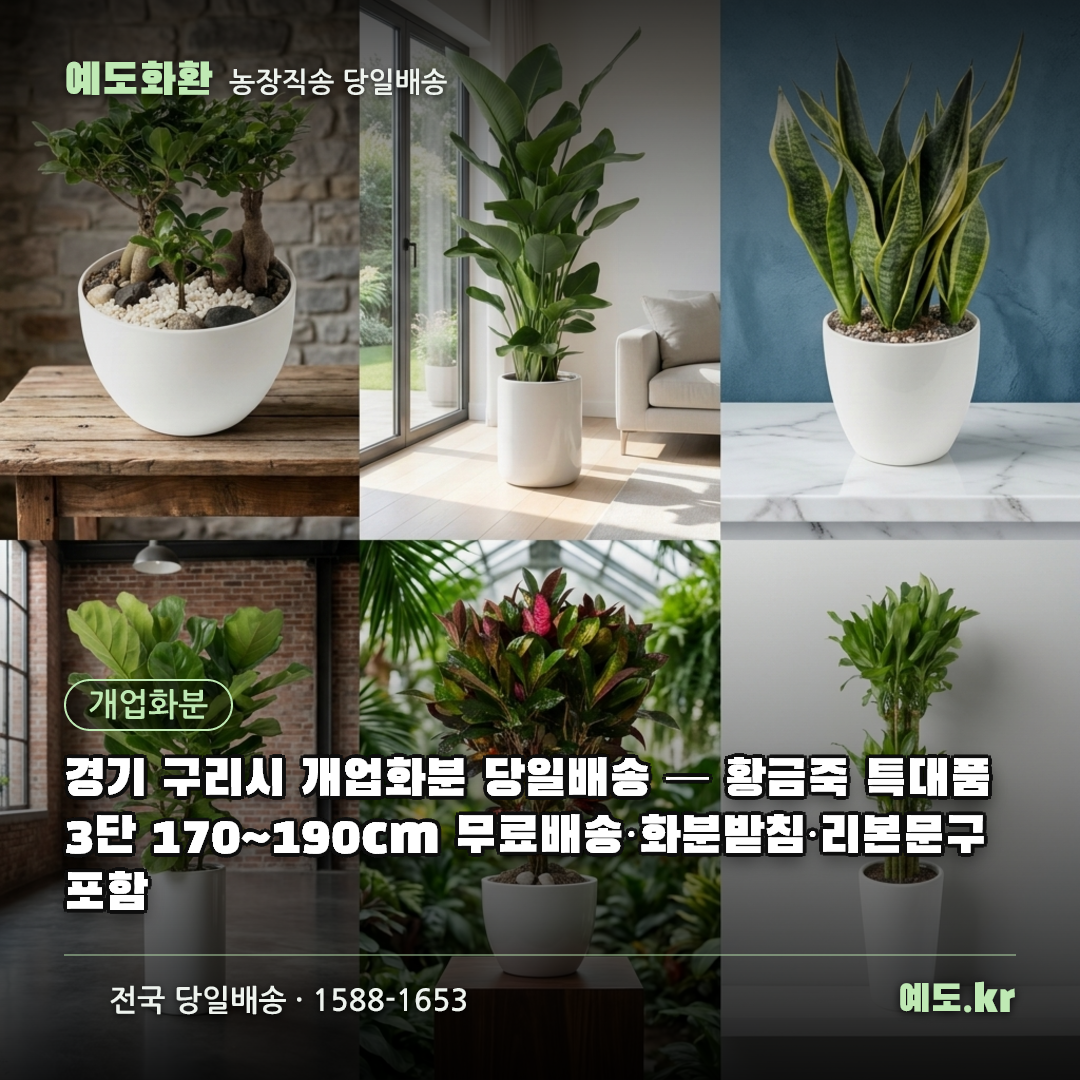 경기 구리시 개업화분 당일배송 — 황금죽 특대품 3단 170~190cm 무료배송·화분받침·리본문구 포함 - 예도화환