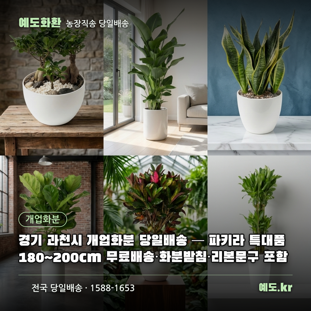 경기 과천시 개업화분 당일배송 — 파키라 특대품 180~200cm 무료배송·화분받침·리본문구 포함 - 예도화환