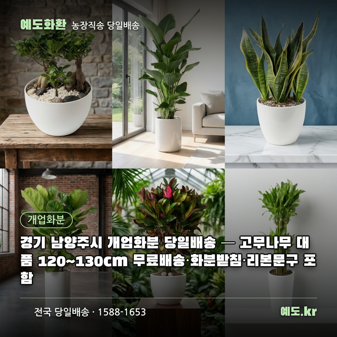 경기 남양주시 개업화분 당일배송 — 고무나무 대품 120~130cm 무료배송·화분받침·리본문구 포함 - 예도화환