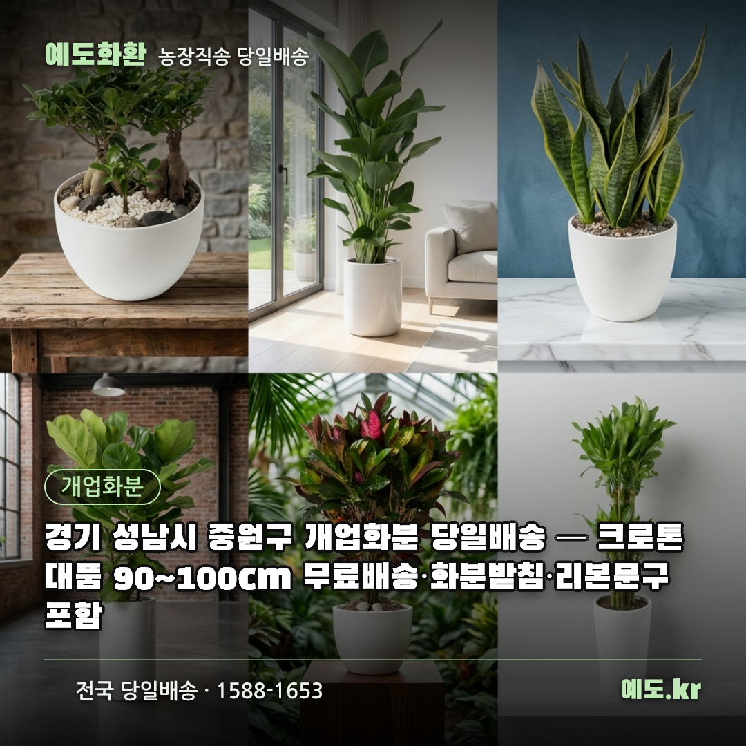 경기 성남시 중원구 개업화분 당일배송 — 크로톤 대품 90~100cm 무료배송·화분받침·리본문구 포함 - 예도화환