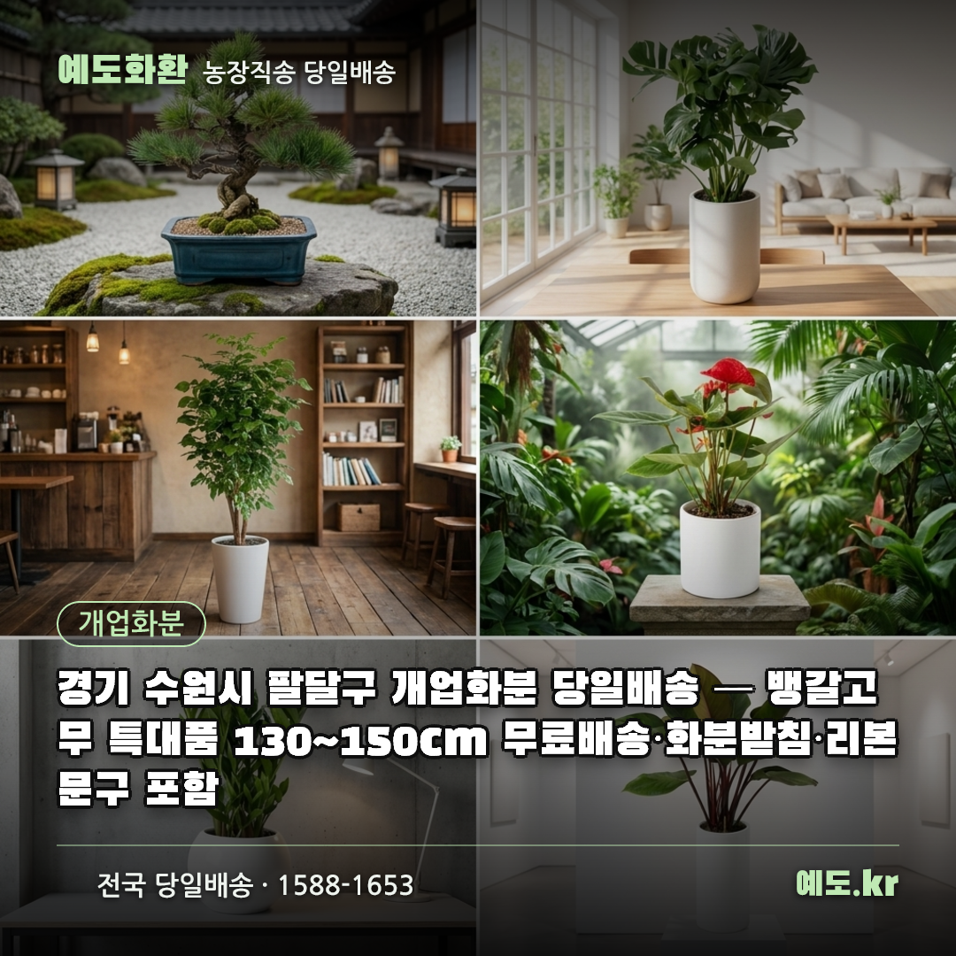 경기 수원시 팔달구 개업화분 당일배송 — 뱅갈고무 특대품 130~150cm 무료배송·화분받침·리본문구 포함 - 예도화환