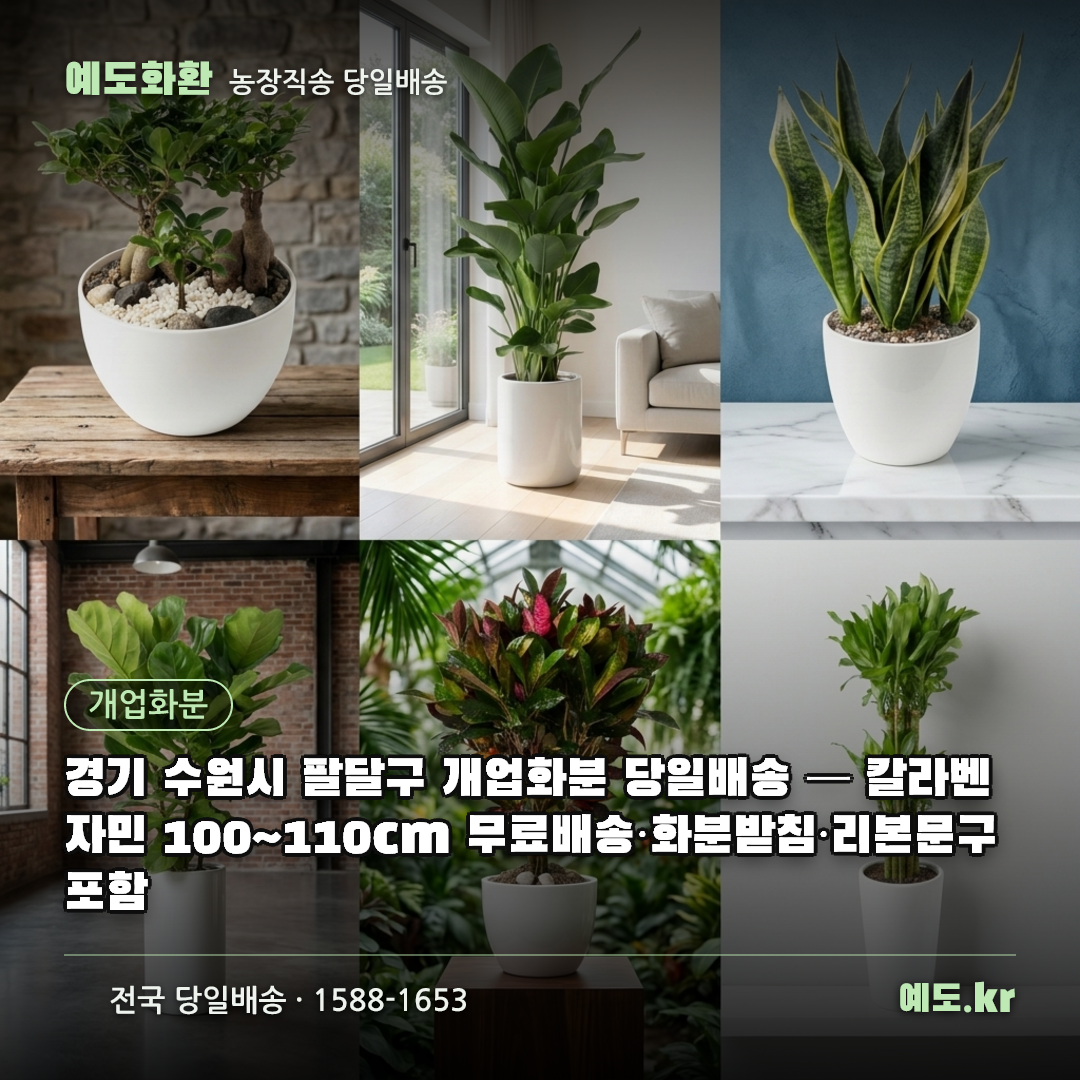 경기 수원시 팔달구 개업화분 당일배송 — 칼라벤자민 100~110cm 무료배송·화분받침·리본문구 포함 - 예도화환