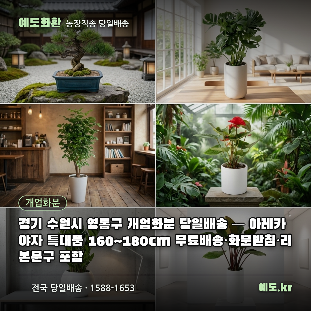 경기 수원시 영통구 개업화분 당일배송 — 아레카야자 특대품 160~180cm 무료배송·화분받침·리본문구 포함 - 예도화환