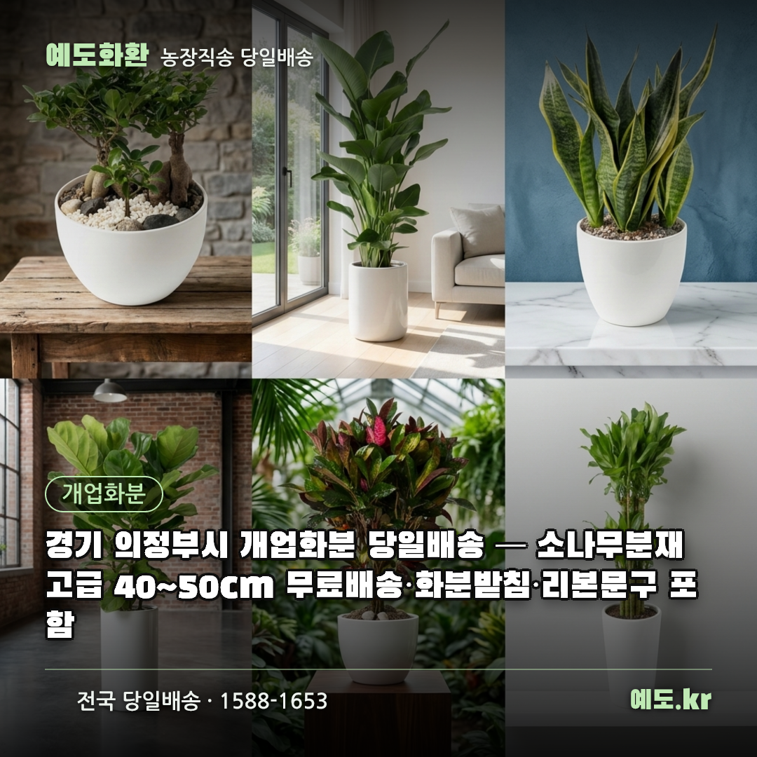 경기 의정부시 개업화분 당일배송 — 소나무분재 고급 40~50cm 무료배송·화분받침·리본문구 포함 - 예도화환