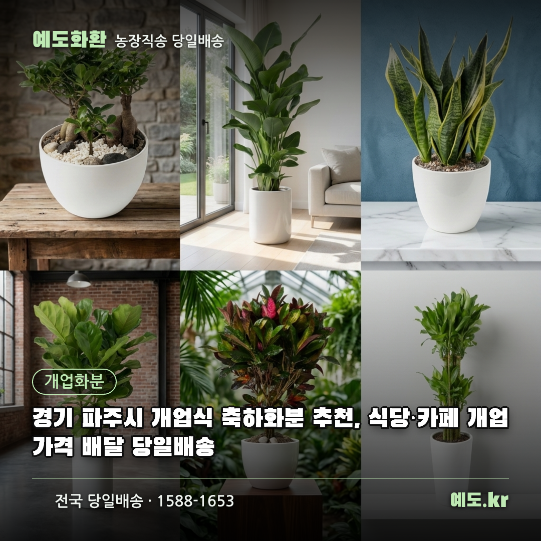 경기 파주시 개업식 축하화분 추천, 식당·카페 개업 가격 배달 당일배송 - 예도화환