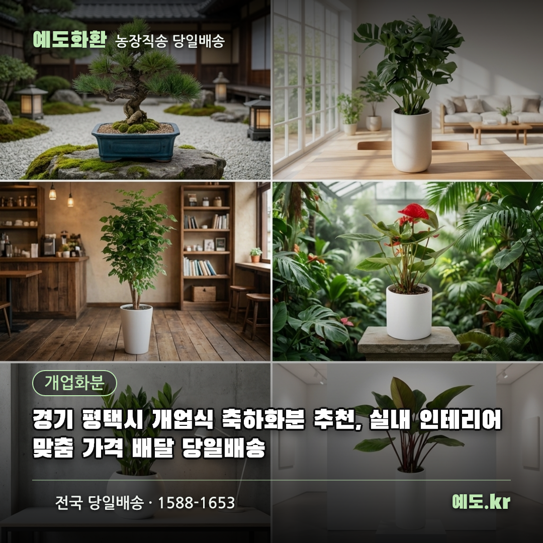 경기 평택시 개업식 축하화분 추천, 실내 인테리어 맞춤 가격 배달 당일배송 - 예도화환
