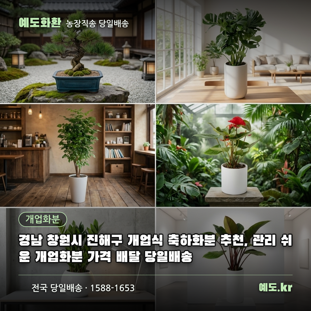 경남 창원시 진해구 개업식 축하화분 추천, 관리 쉬운 개업화분 가격 배달 당일배송 - 예도화환