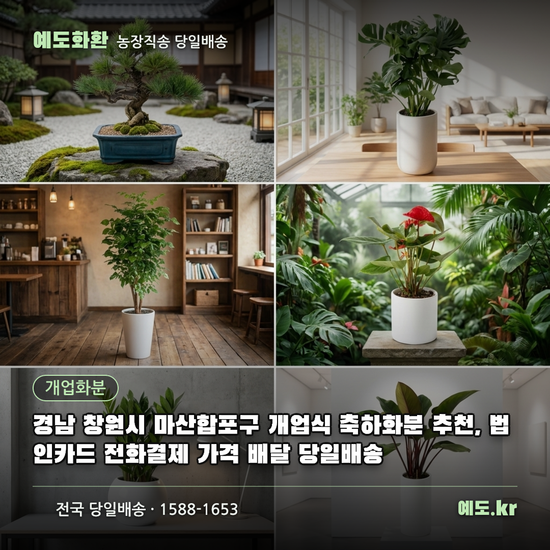 경남 창원시 마산합포구 개업식 축하화분 추천, 법인카드 전화결제 가격 배달 당일배송 - 예도화환