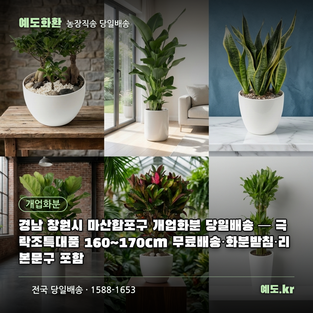 경남 창원시 마산합포구 개업화분 당일배송 — 극락조특대품 160~170cm 무료배송·화분받침·리본문구 포함 - 예도화환
