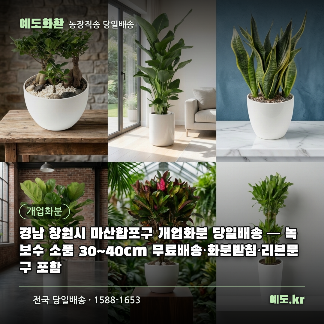 경남 창원시 마산합포구 개업화분 당일배송 — 녹보수 소품 30~40cm 무료배송·화분받침·리본문구 포함 - 예도화환