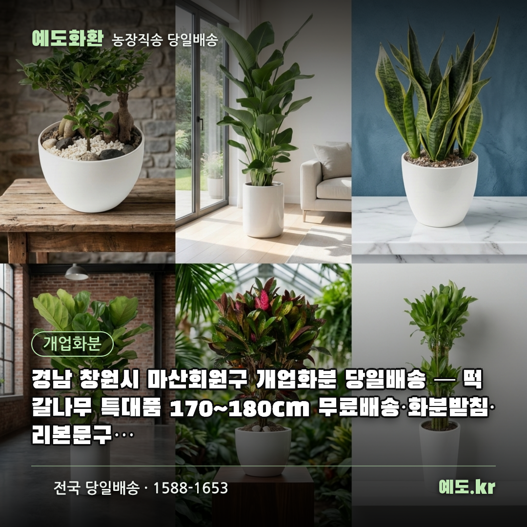 경남 창원시 마산회원구 개업화분 당일배송 — 떡갈나무 특대품 170~180cm 무료배송·화분받침·리본문구 포함 - 예도화환