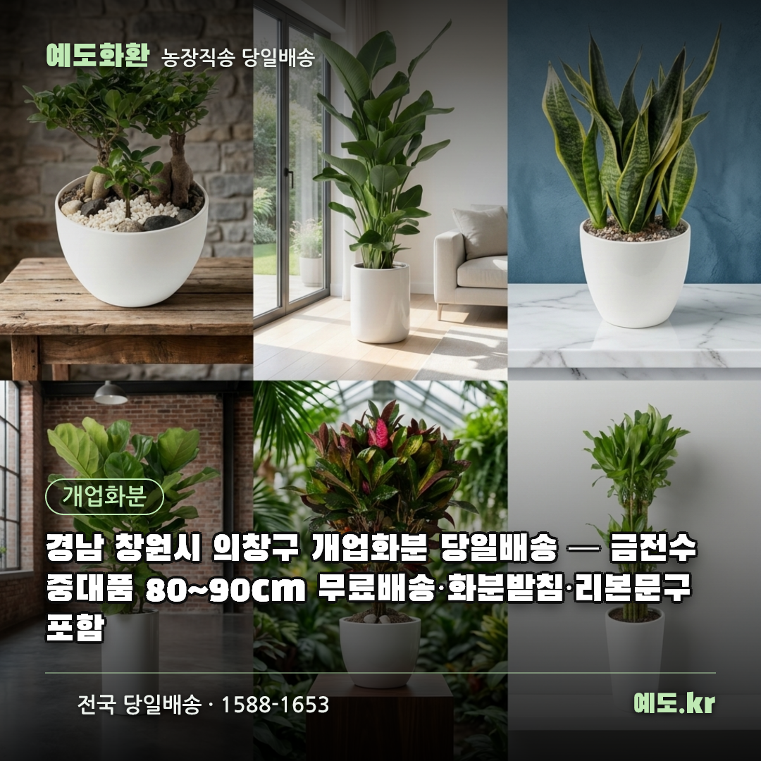 경남 창원시 의창구 개업화분 당일배송 — 금전수 중대품 80~90cm 무료배송·화분받침·리본문구 포함 - 예도화환