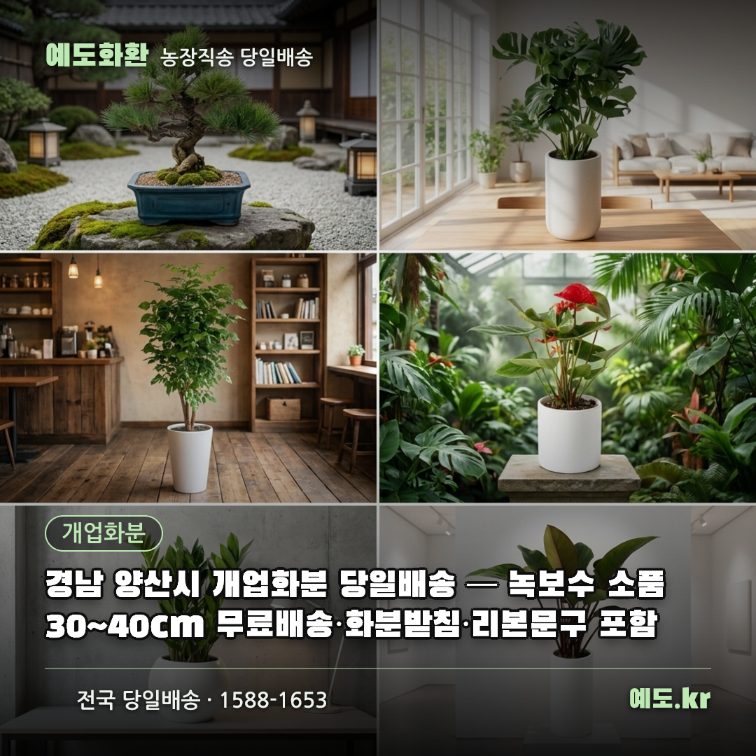 경남 양산시 개업화분 당일배송 — 녹보수 소품 30~40cm 무료배송·화분받침·리본문구 포함 - 예도화환