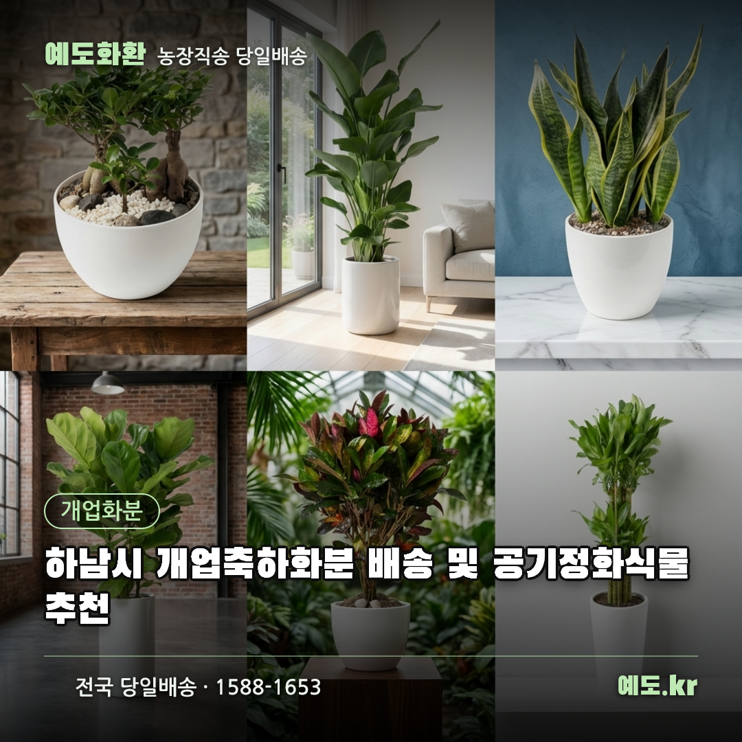 하남시 개업축하화분 배송 및 공기정화식물 추천 - 예도화환