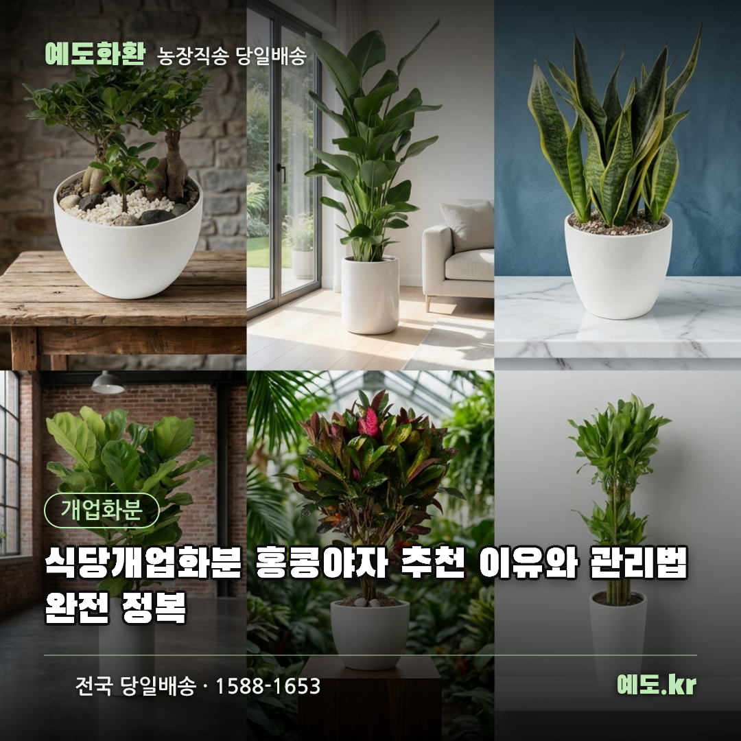 식당개업화분 홍콩야자 추천 이유와 관리법 완전 정복 - 예도화환