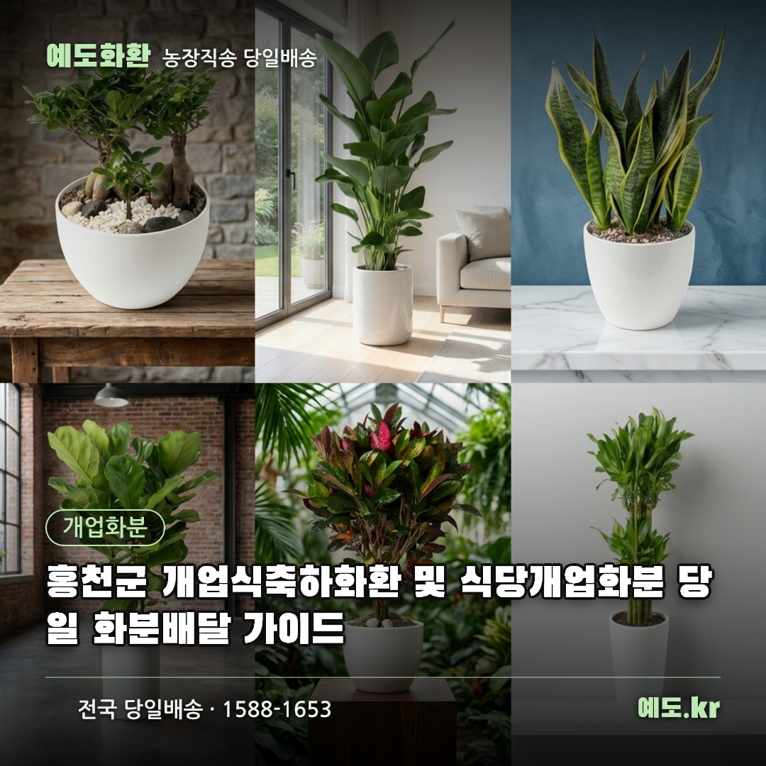 홍천군 개업식축하화환 및 식당개업화분 당일 화분배달 가이드 - 예도화환
