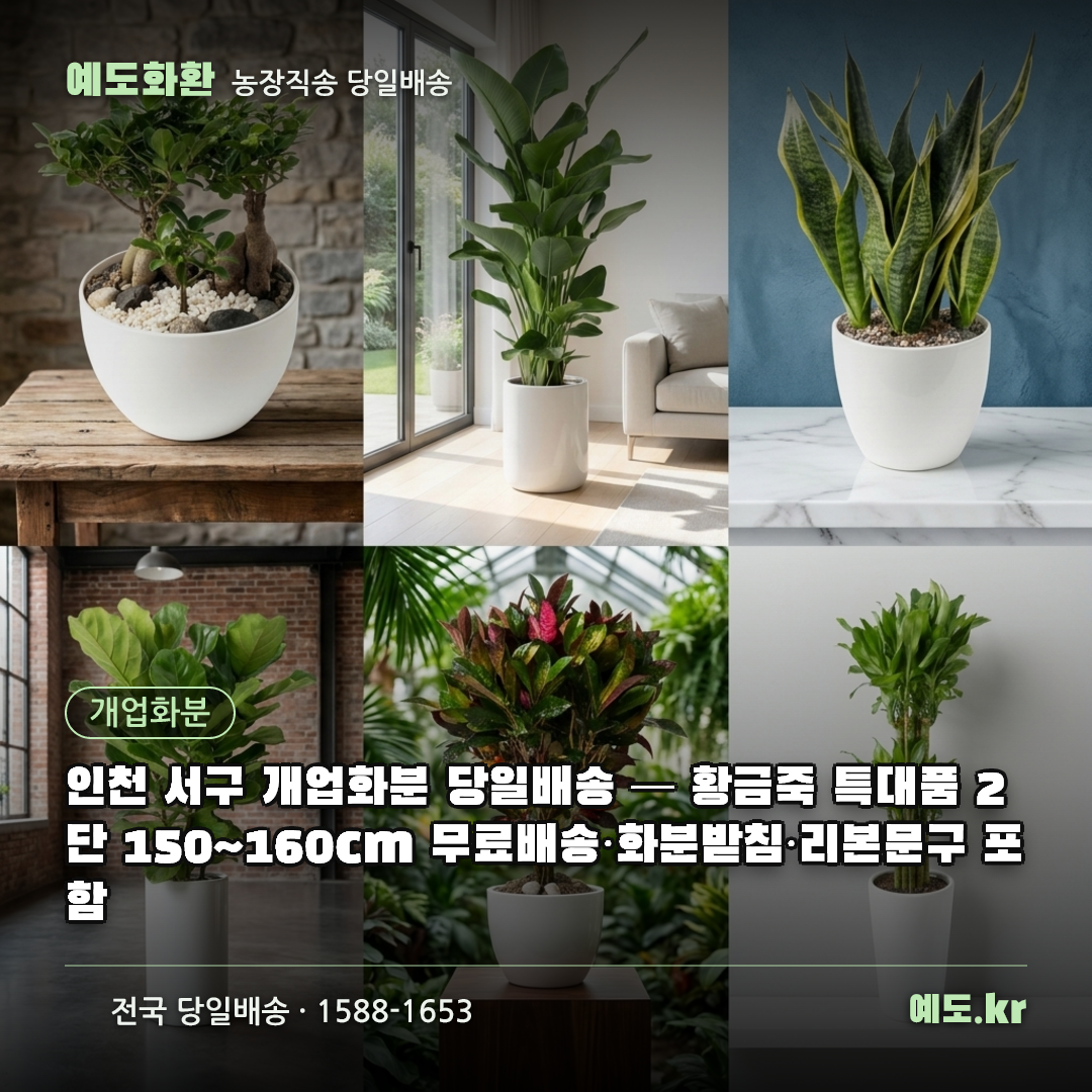 인천 서구 개업화분 당일배송 — 황금죽 특대품 2단 150~160cm 무료배송·화분받침·리본문구 포함 - 예도화환