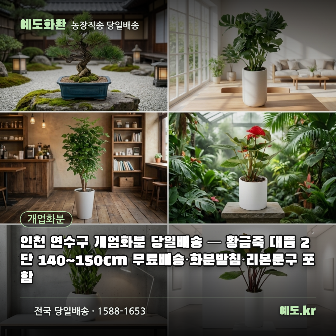 인천 연수구 개업화분 당일배송 — 황금죽 대품 2단 140~150cm 무료배송·화분받침·리본문구 포함 - 예도화환