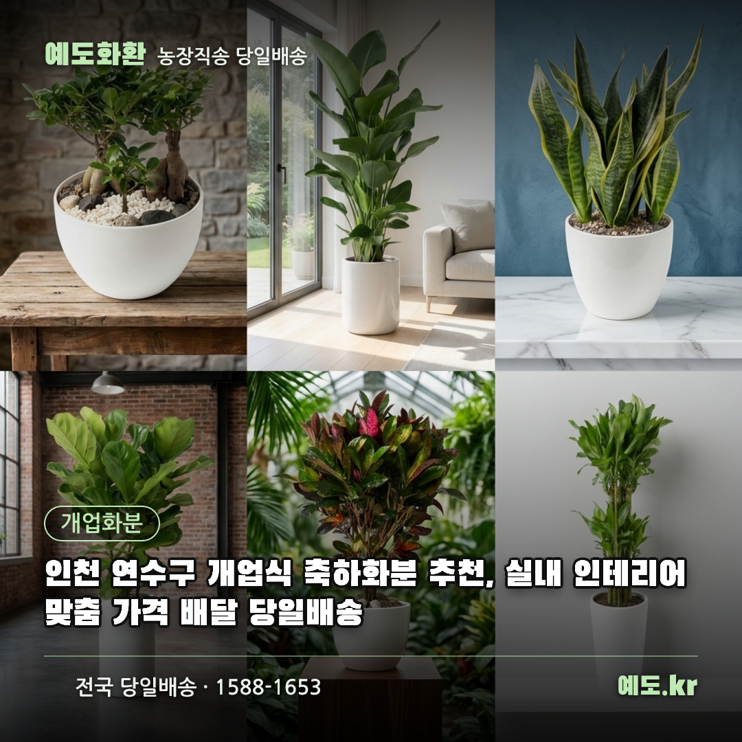 인천 연수구 개업식 축하화분 추천, 실내 인테리어 맞춤 가격 배달 당일배송 - 예도화환