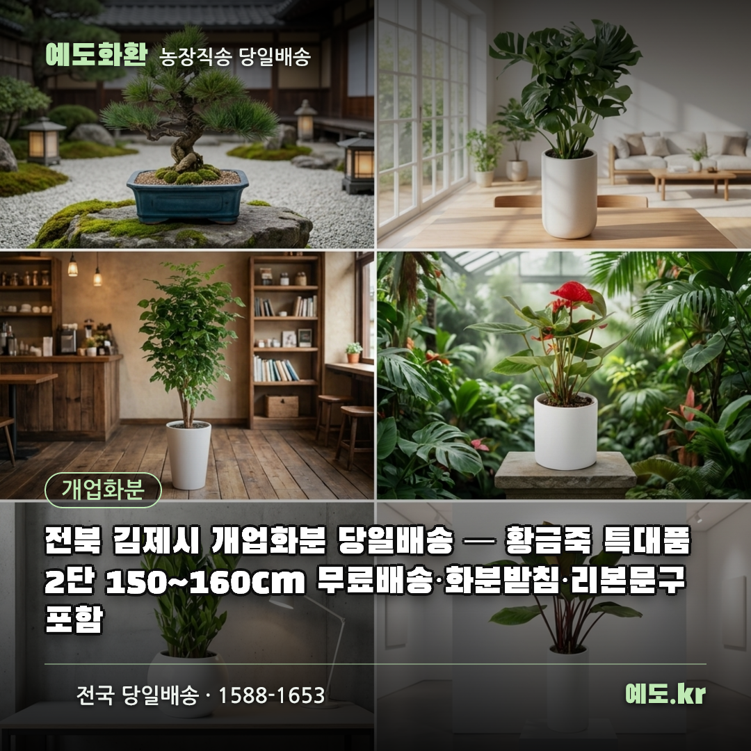 전북 김제시 개업화분 당일배송 — 황금죽 특대품 2단 150~160cm 무료배송·화분받침·리본문구 포함 - 예도화환