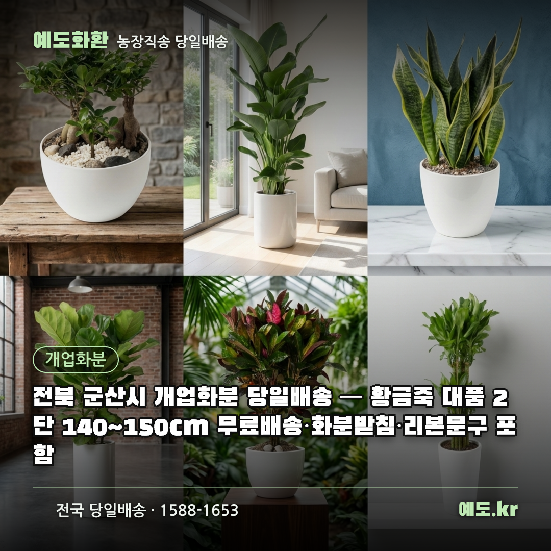 전북 군산시 개업화분 당일배송 — 황금죽 대품 2단 140~150cm 무료배송·화분받침·리본문구 포함 - 예도화환