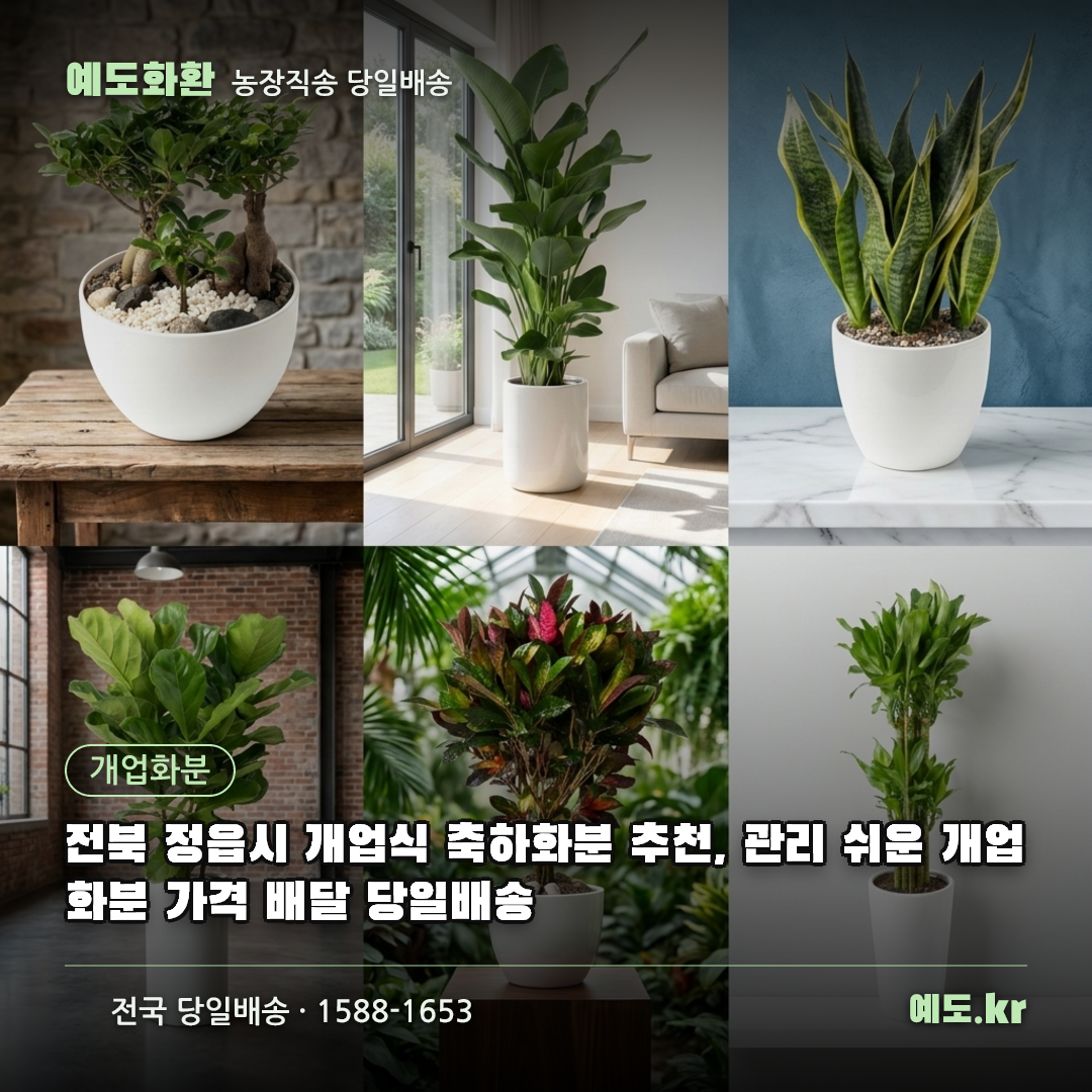 전북 정읍시 개업식 축하화분 추천, 관리 쉬운 개업화분 가격 배달 당일배송 - 예도화환