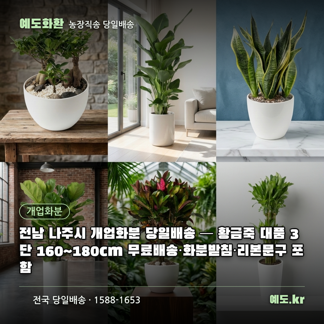 전남 나주시 개업화분 당일배송 — 황금죽 대품 3단 160~180cm 무료배송·화분받침·리본문구 포함 - 예도화환