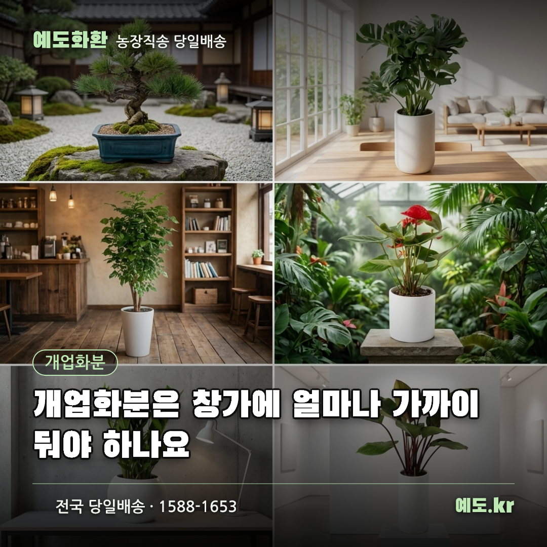 개업화분은 창가에 얼마나 가까이 둬야 하나요 - 예도화환