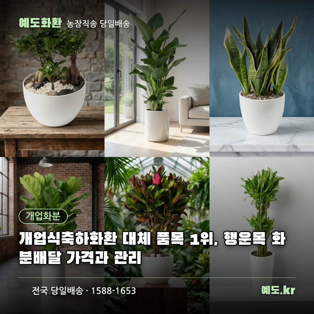 개업식축하화환 대체 품목 1위, 행운목 화분배달 가격과 관리 - 예도화환