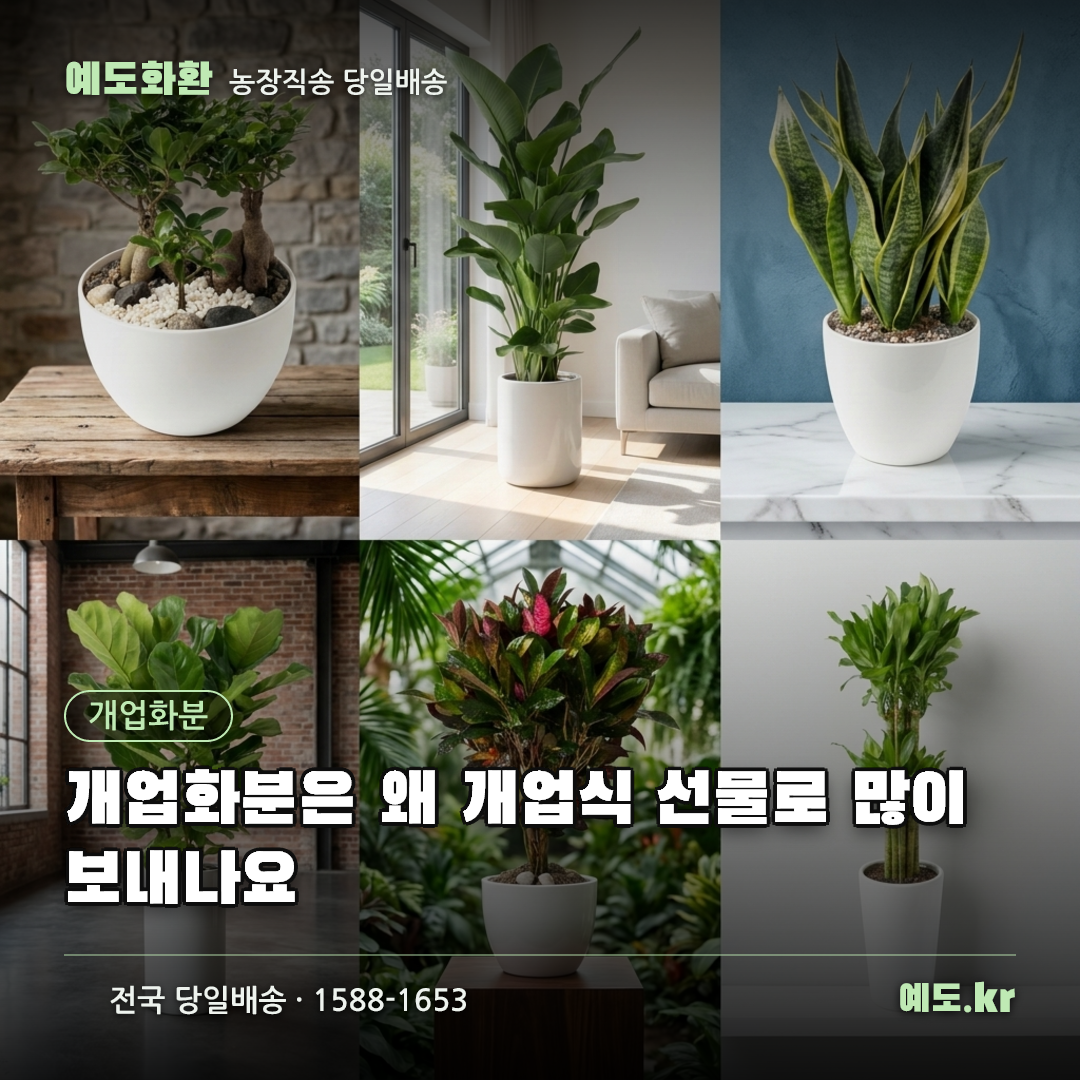 개업화분은 왜 개업식 선물로 많이 보내나요 - 예도화환