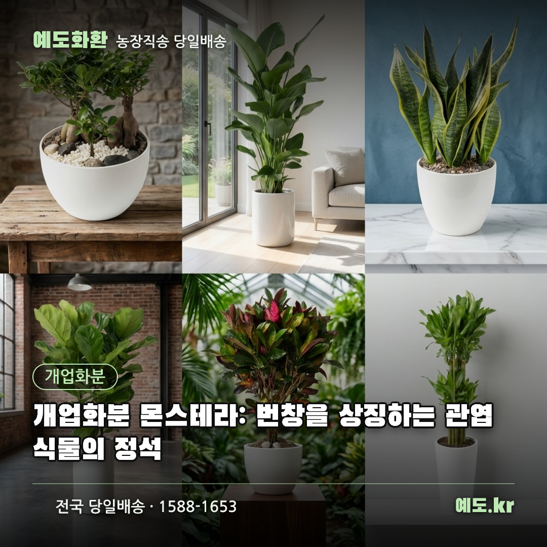 개업화분 몬스테라: 번창을 상징하는 관엽식물의 정석 - 예도화환