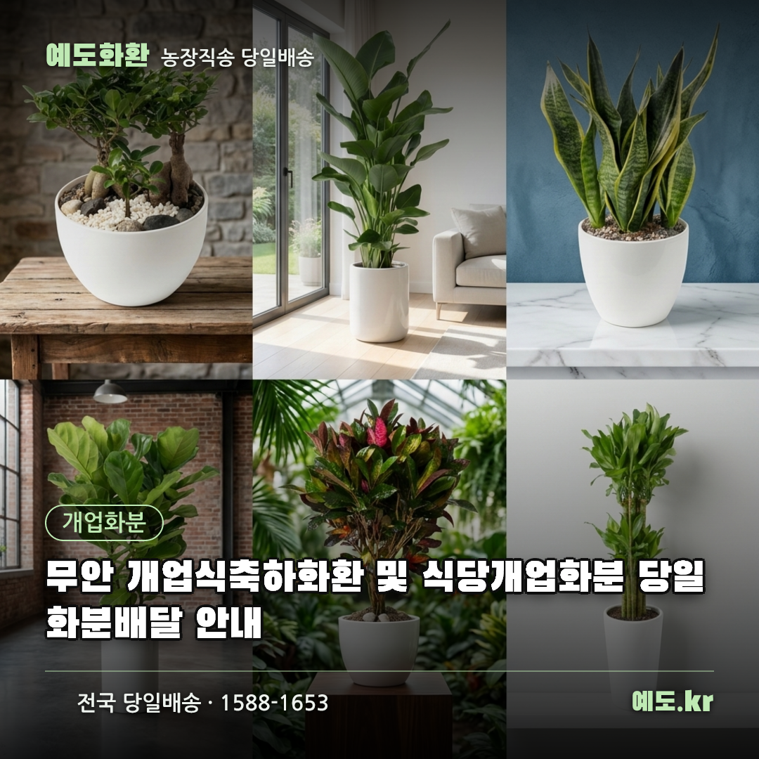 무안 개업식축하화환 및 식당개업화분 당일 화분배달 안내 - 예도화환