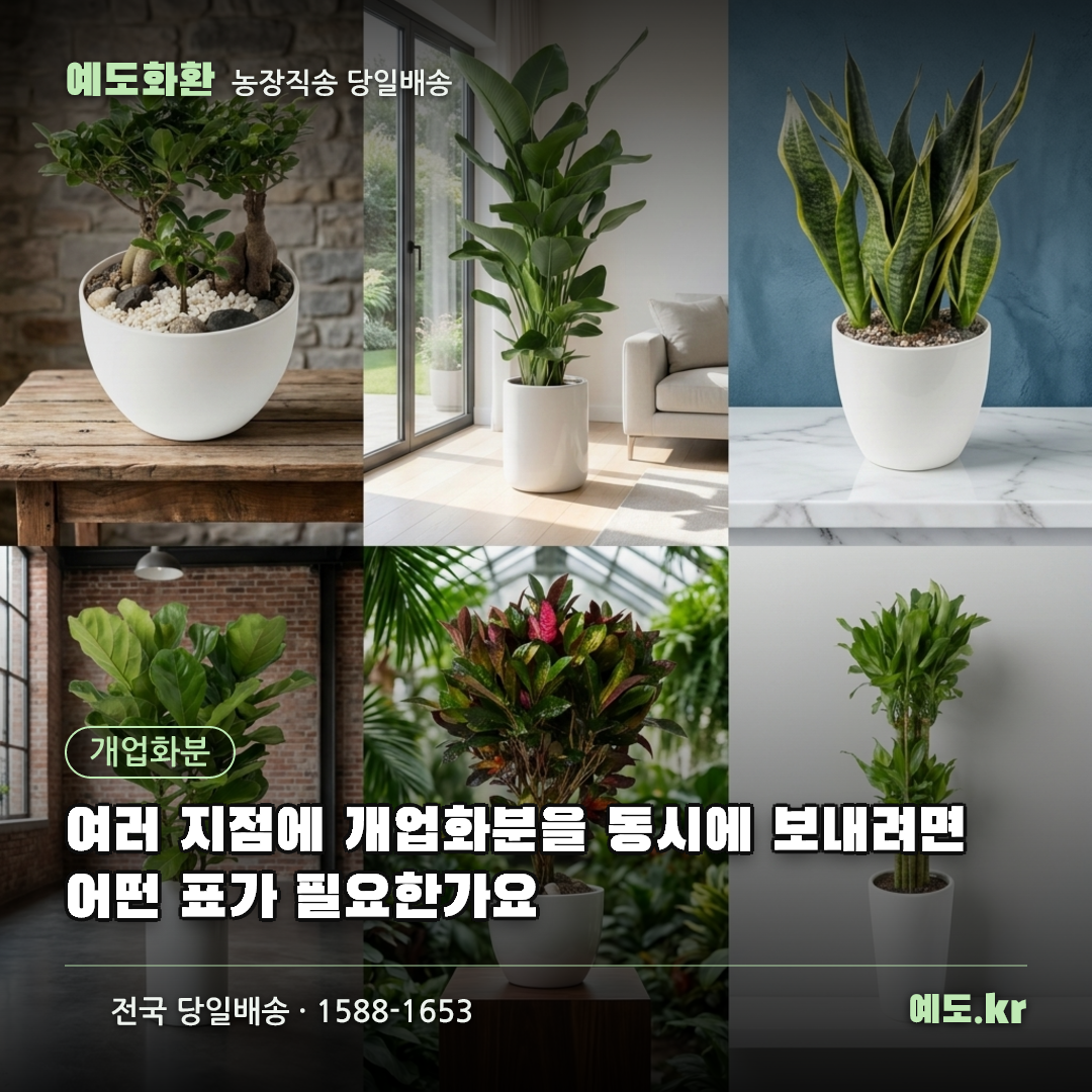 여러 지점에 개업화분을 동시에 보내려면 어떤 표가 필요한가요 - 예도화환