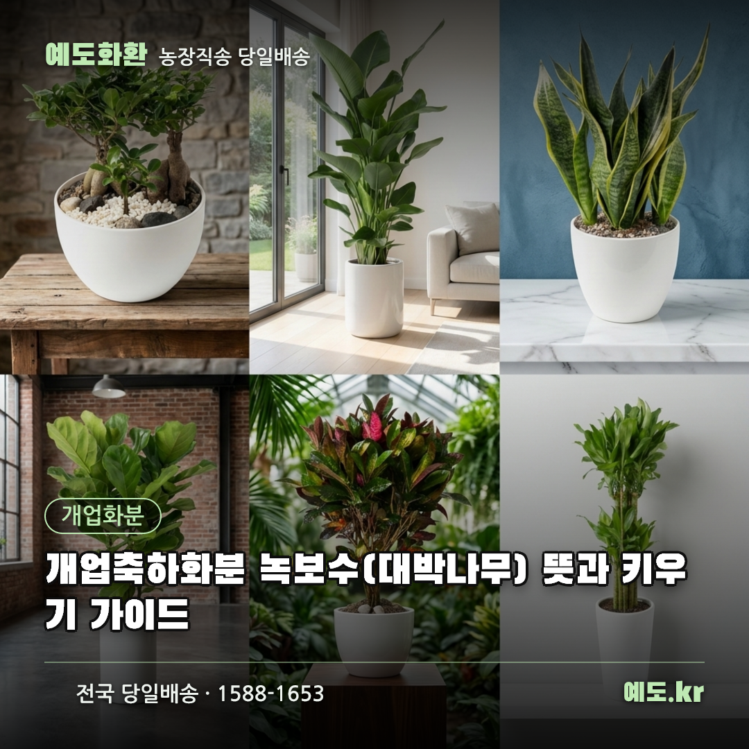개업축하화분 녹보수(대박나무) 뜻과 키우기 가이드 - 예도화환