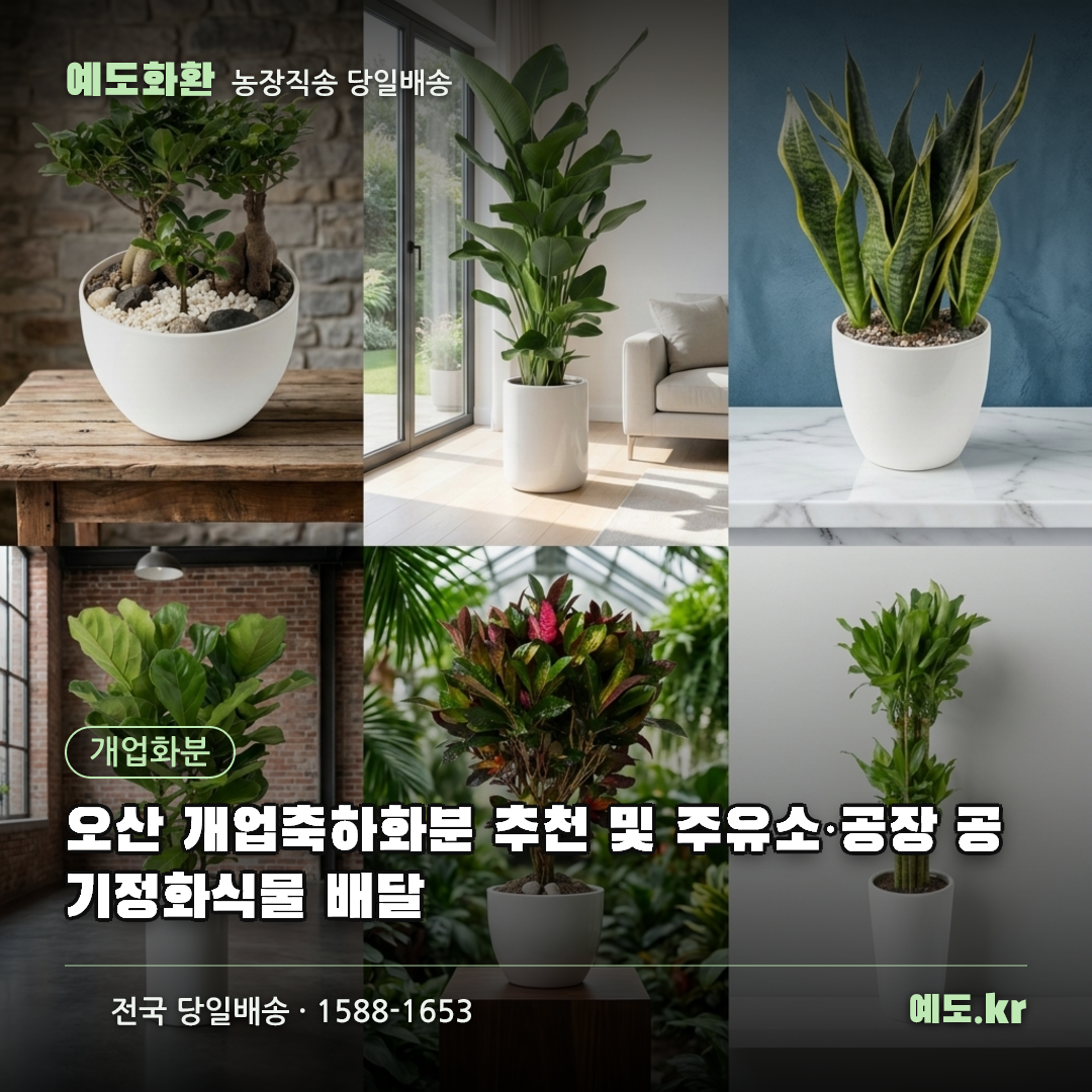 오산 개업축하화분 추천 및 주유소·공장 공기정화식물 배달 - 예도화환