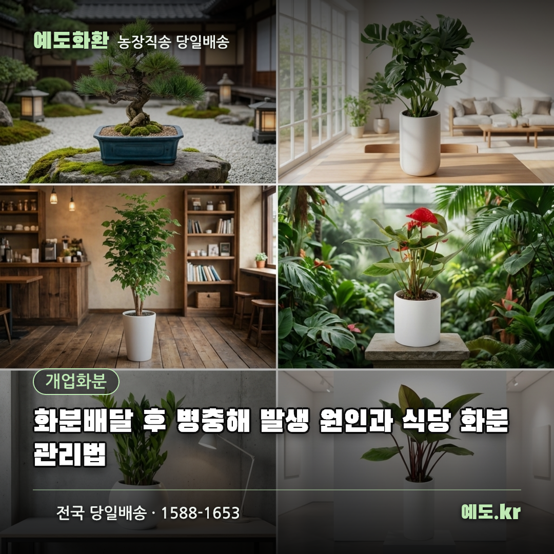 화분배달 후 병충해 발생 원인과 식당 화분 관리법 - 예도화환