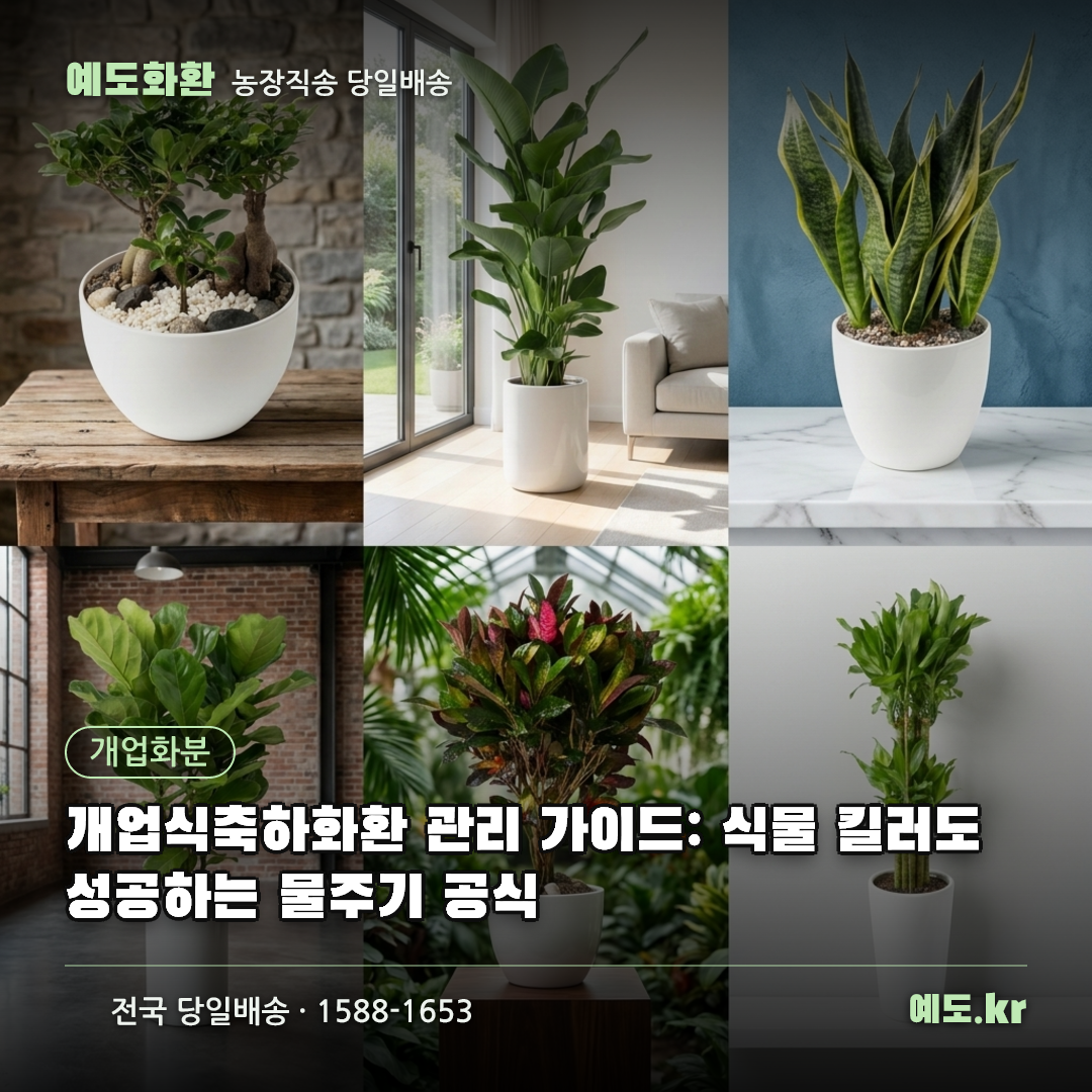 개업식축하화환 관리 가이드: 식물 킬러도 성공하는 물주기 공식 - 예도화환