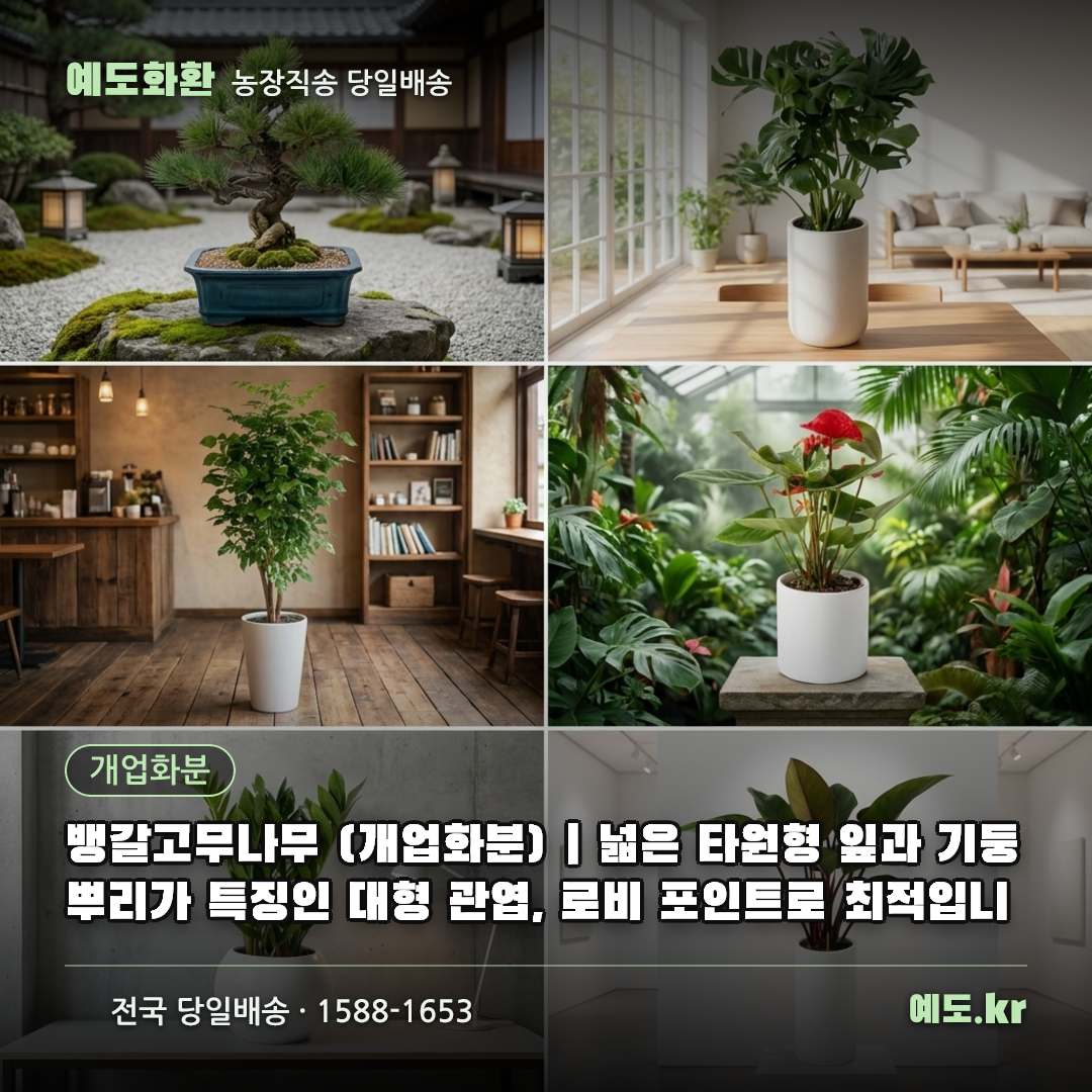 뱅갈고무나무 (개업화분) | 넓은 타원형 잎과 기둥 뿌리가 특징인 대형 관엽, 로비 포인트로 최적입니 - 예도화환