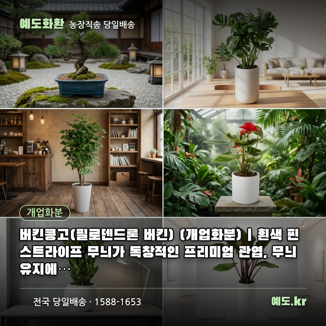 버킨콩고(필로덴드론 버킨) (개업화분) | 흰색 핀스트라이프 무늬가 독창적인 프리미엄 관엽, 무늬 유지에 밝은 빛이 - 예도화환