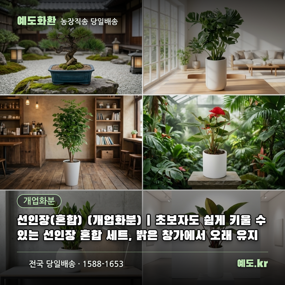 선인장(혼합) (개업화분) | 초보자도 쉽게 키울 수 있는 선인장 혼합 세트, 밝은 창가에서 오래 유지 - 예도화환