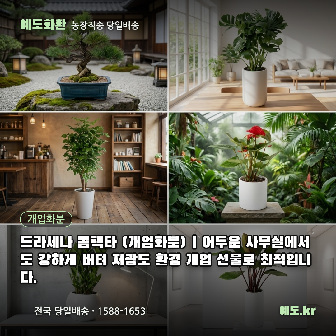 드라세나 콤팩타 (개업화분) | 어두운 사무실에서도 강하게 버텨 저광도 환경 개업 선물로 최적입니다. - 예도화환
